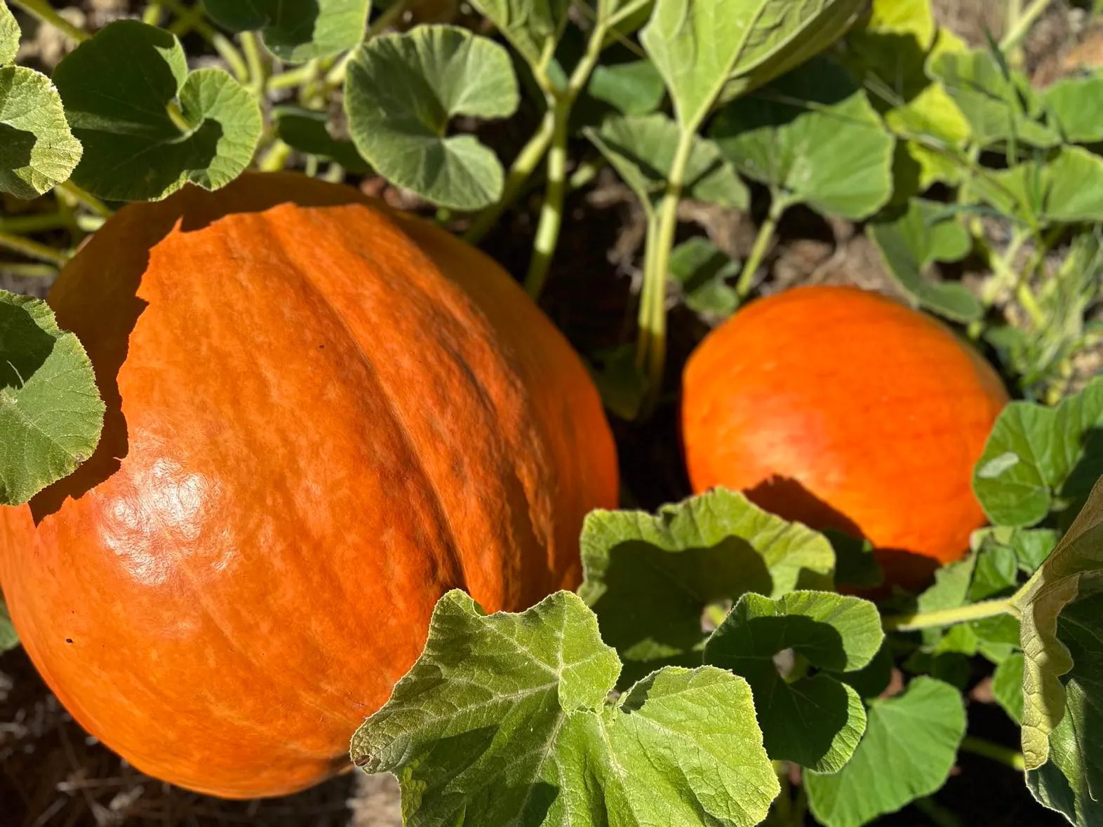 Big Max Pumpkin