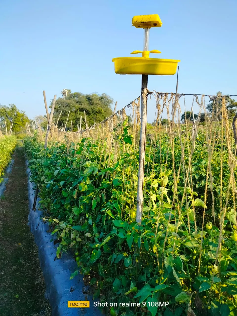 MINI SOLAR LIGHT TRAP